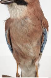 Jay - Garrulus glandarius